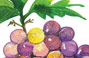 Educational illustration of grape