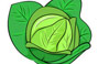 Educational illustration of cabbage