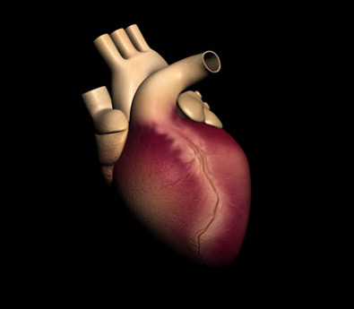 Medical Illustration Portfolios 