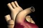 Medical illustration of a heart
