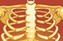 Medical illustration of rib cage