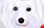 Portrait illustration of a dog in Santa’s dress